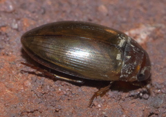 Copelatus chevrolati