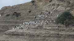 Phalacrocorax fuscescens