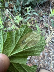 Metallus lanceolatus