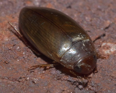 Copelatus chevrolati