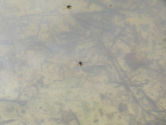 Trepobates subnitidus