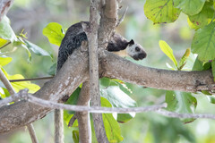 Ratufa bicolor