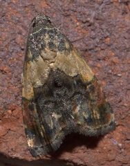 Tripudia flavofasciata