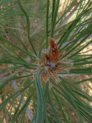 Pinus coulteri
