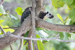 Ratufa bicolor