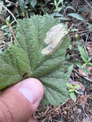 Metallus lanceolatus