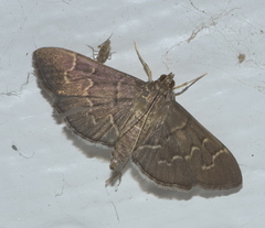 Pilocrocis ramentalis