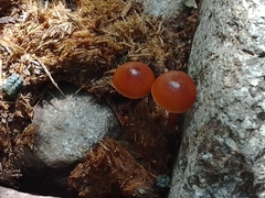 Deconica