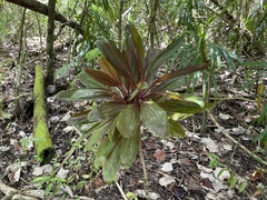 Cordyline fruticosa