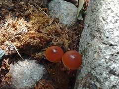 Deconica