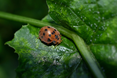 Epilachna tredecimnotata