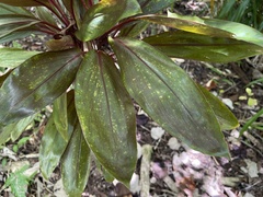 Cordyline fruticosa