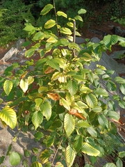 Carpinus betulus