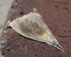 Glaphyria cappsi