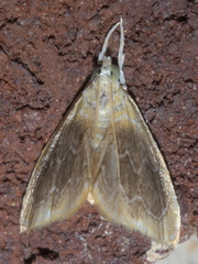 Glaphyria cappsi