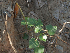 Proboscidea althaeifolia