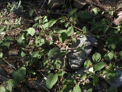 Boerhavia purpurascens