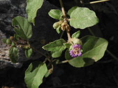 Boerhavia purpurascens