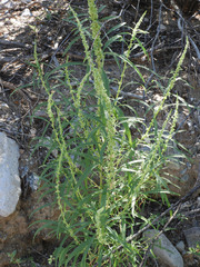 Amaranthus fimbriatus