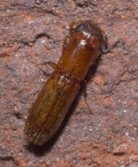 Euplatypus compositus