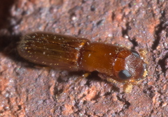 Euplatypus compositus