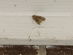 Tineola bisselliella