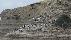 Phalacrocorax sulcirostris