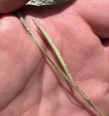 Bouteloua pectinata