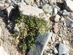 Euphorbia setiloba
