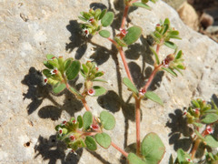 Euphorbia setiloba