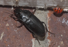 Harpalus caliginosus