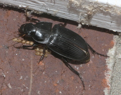 Harpalus caliginosus