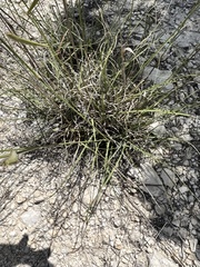 Bouteloua pectinata