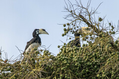 Anthracoceros albirostris