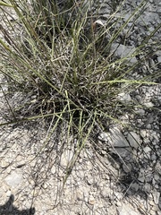 Bouteloua pectinata