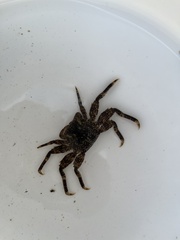Metopograpsus