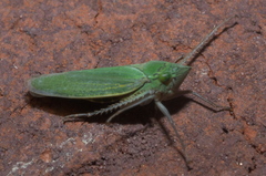 Draeculacephala inscripta