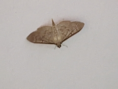 Herpetogramma bipunctalis