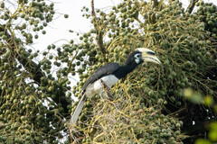 Anthracoceros albirostris