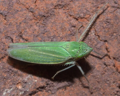 Draeculacephala inscripta