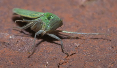 Draeculacephala inscripta