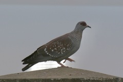 Columba guinea