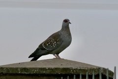 Columba guinea
