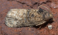 Ecdytolopha mana