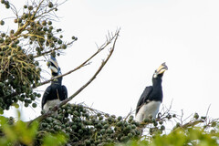 Anthracoceros albirostris