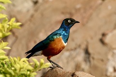 Lamprotornis superbus