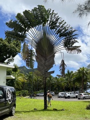 Ravenala madagascariensis
