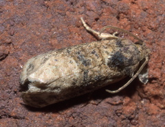 Ecdytolopha mana