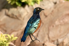 Lamprotornis superbus