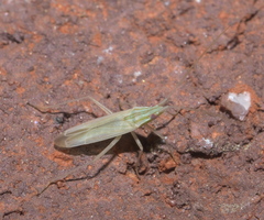 Trigonotylus